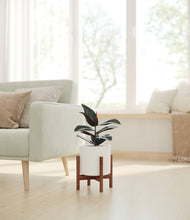 Load image into Gallery viewer, White stand:walnut