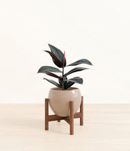 Load image into Gallery viewer, Desert Brown stand:walnut