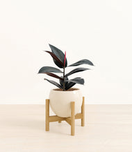 Load image into Gallery viewer, Shiny EggWhite stand:bamboo