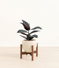 Load image into Gallery viewer, Shiny EggWhite stand:walnut