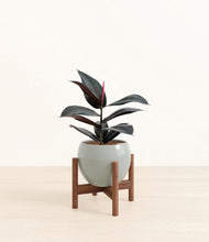 Load image into Gallery viewer, Deep Ocean stand:walnut