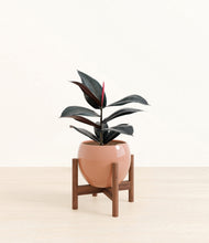 Load image into Gallery viewer, Calm Rose stand:walnut