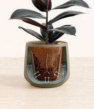 Load image into Gallery viewer, Olive stand:all