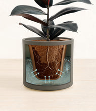 Load image into Gallery viewer, Dark Olive stand:all