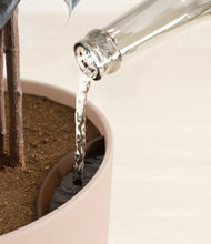 Load image into Gallery viewer, Sandy Pink stand:all