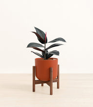 Load image into Gallery viewer, Earth Red stand:walnut