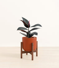 Load image into Gallery viewer, Earth Red stand:walnut