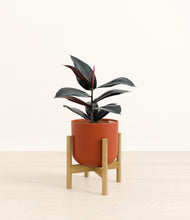 Load image into Gallery viewer, Earth Red stand:bamboo
