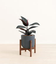 Load image into Gallery viewer, Iron Gray stand:walnut