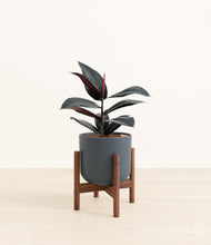 Load image into Gallery viewer, Iron Gray stand:walnut