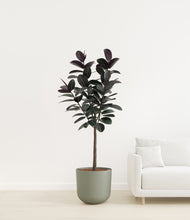 Load image into Gallery viewer, Sage Green