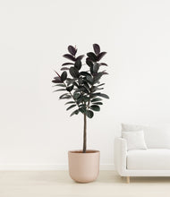 Load image into Gallery viewer, Sandy Pink