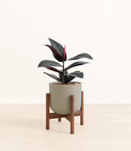 Load image into Gallery viewer, Sage Green stand:walnut