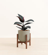 Load image into Gallery viewer, Sage Green stand:walnut