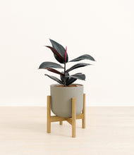 Load image into Gallery viewer, Sage Green stand:bamboo