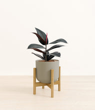 Load image into Gallery viewer, Sage Green stand:bamboo