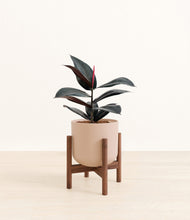 Load image into Gallery viewer, Sandy Pink stand:walnut
