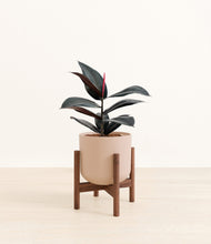 Load image into Gallery viewer, Sandy Pink stand:walnut