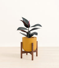 Load image into Gallery viewer, Sunset Orange stand:walnut