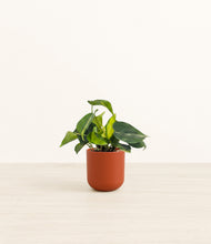 Load image into Gallery viewer, Earth Red*****Profile