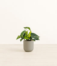 Load image into Gallery viewer, Sage Green*****Profile