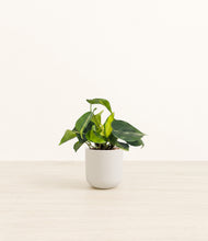 Load image into Gallery viewer, Natural Bamboo*****Profile