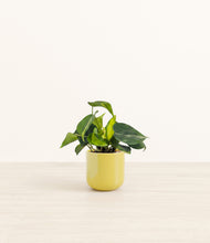 Load image into Gallery viewer, Key Lime Yellow*****Profile