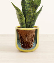 Load image into Gallery viewer, Key Lime Yellow stand:all