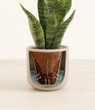 Load image into Gallery viewer, Sandy Pink stand:all