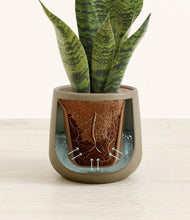 Load image into Gallery viewer, Olive stand:all