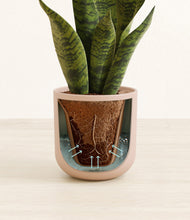 Load image into Gallery viewer, Sandy Pink stand:all