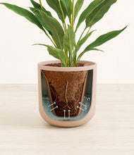 Load image into Gallery viewer, Sandy Pink