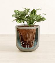 Load image into Gallery viewer, Sage Green