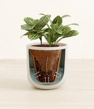 Load image into Gallery viewer, Natural Bamboo