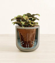 Load image into Gallery viewer, Sage Green