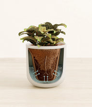 Load image into Gallery viewer, Natural Bamboo