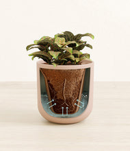 Load image into Gallery viewer, Sandy Pink