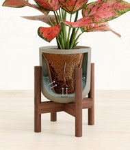 Load image into Gallery viewer, Sage Green stand:walnut