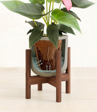 Load image into Gallery viewer, Sage Green stand:walnut