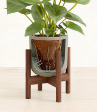 Load image into Gallery viewer, Sage Green stand:walnut