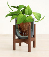 Load image into Gallery viewer, Iron Gray stand:walnut