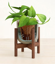 Load image into Gallery viewer, Sage Green stand:walnut
