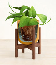 Load image into Gallery viewer, Sunset Orange stand:walnut