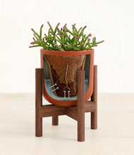 Load image into Gallery viewer, Earth Red stand:walnut