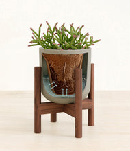 Load image into Gallery viewer, Sage Green stand:walnut