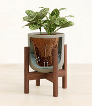 Load image into Gallery viewer, Sage Green stand:walnut