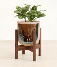 Load image into Gallery viewer, Sandy Pink stand:walnut