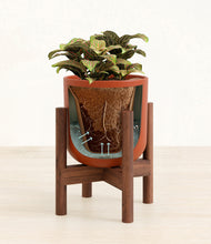 Load image into Gallery viewer, Earth Red stand:walnut