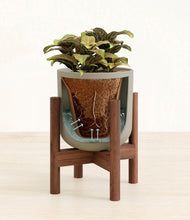 Load image into Gallery viewer, Sage Green stand:walnut
