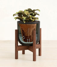 Load image into Gallery viewer, Sunset Orange stand:walnut